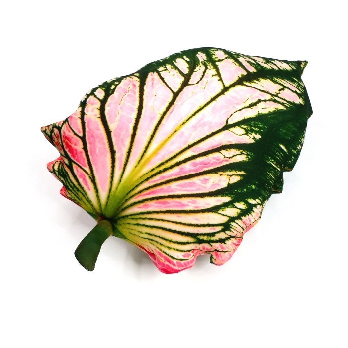 

Boneka Daun Kaladi Keladi Sweetheart Caladium Florida Sweetheart