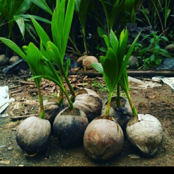 Bibit Kelapa Dwarf Berkualitas/ Bibit Buah Kelapa Dwarf Genjah Super TOP