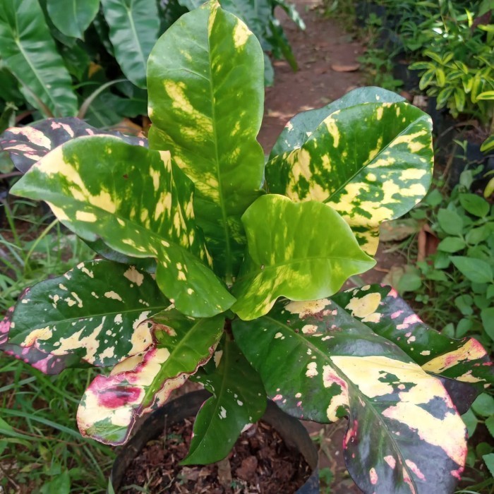 PURING OSCAR-bibit tanaman puring oscar TOPP