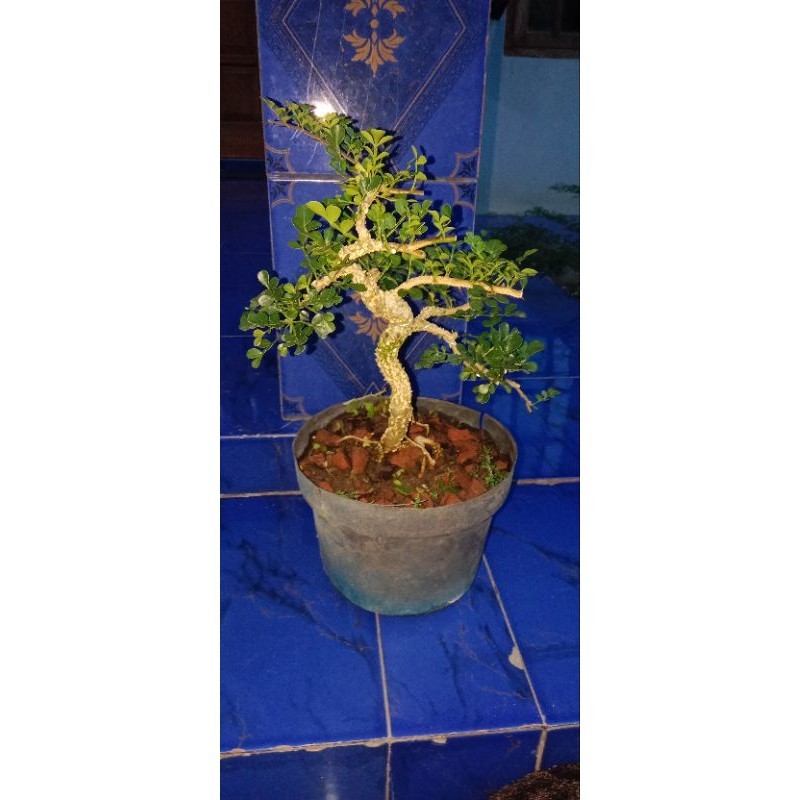 Bahan Bonsai Kawista