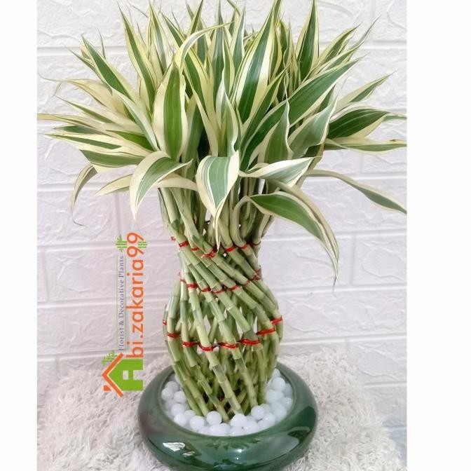 Paket Pajangan/Hiasan/ Bambu Hoki/Lucky Bamboo Guci Varigata-Batu Hias