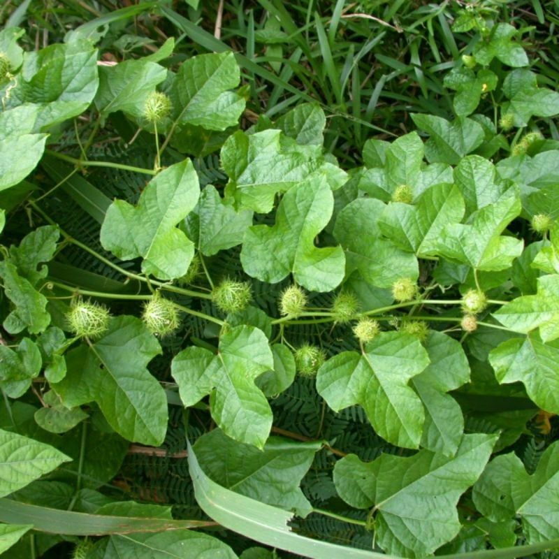 

Seed Entrepreneur Buah Rambusa Hijau Herbal Segar - 20 Buah