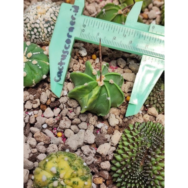 Kaktus astrophytum astro capri capricorne capricorn var variegata