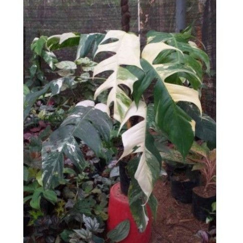 EPIPRENUM VARIGATA - EKOR NAGA VARIGATA