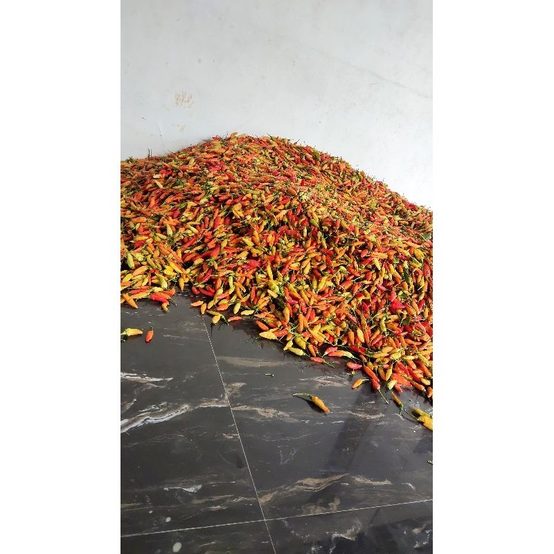 

cabai rawit merah