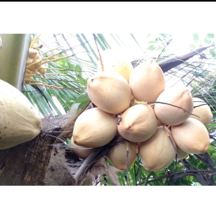 

BUAH KELAPA GADING