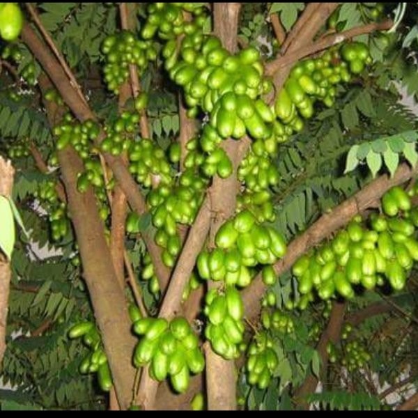 

Online Seeds Buah Belimbing Wuluh Segar - 10 Buah