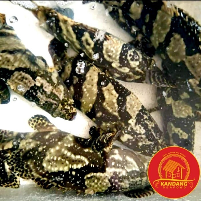 

Ayala - Ikan Kerapu Bunga Macan Hidup Live Seafood Uk 1Kg Per Ekor.