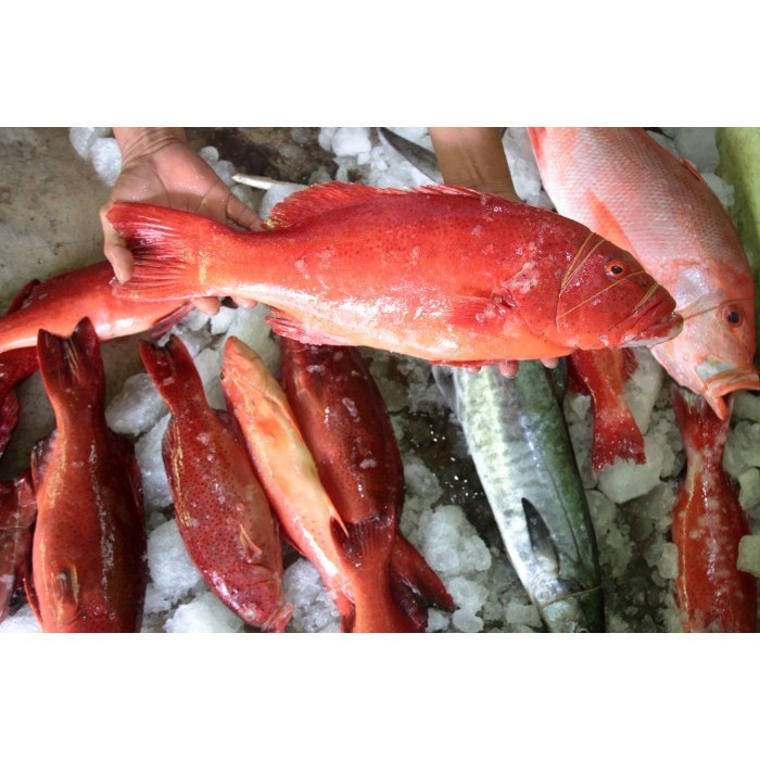

Ayala - Ikan Kerapu Lodi Kerapu Sunu Premium Hasil Laut Segar Seafood 1 Kg