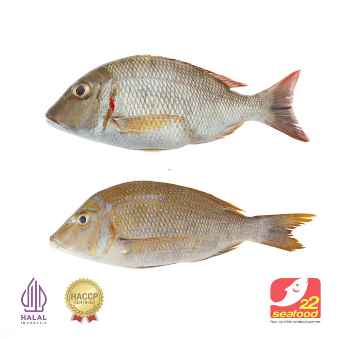 

Ayala - Ikan Lencam / Ikan Katamba Utuh Steak 1 Kg / Ikan Laut / Seafood 22