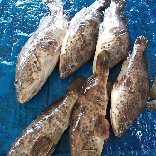 

Ayala - Ikan Kerapu Balong Hasil Laut Segar Seafood 1 Kg