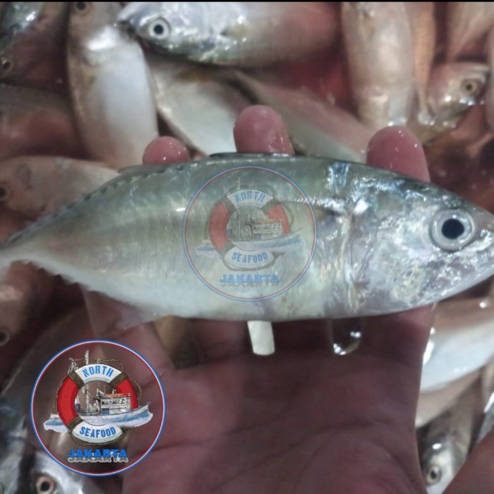 

Ayala - Ikan Kembung Gepeng Segar Seafood Hasil Laut Segar