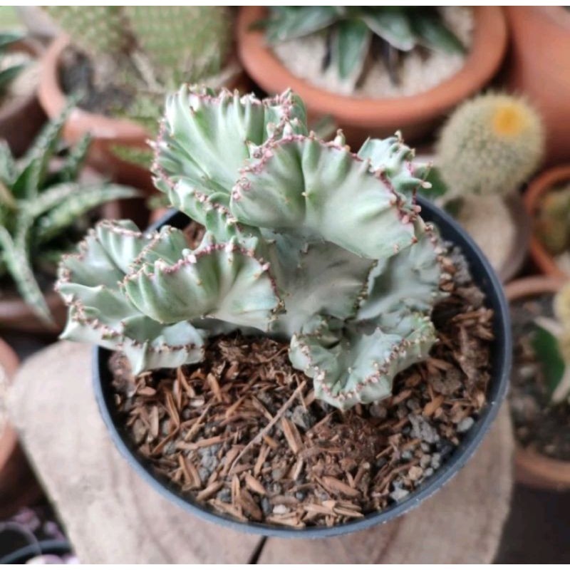 Euphorbia Lactea Cristata Silver Susu