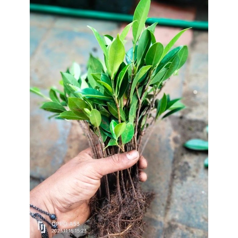Bibit ficus Kimeng small bonsai isi 10 free 1