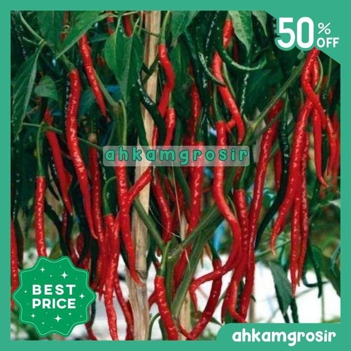 BENIH CABAI KERITING PM 999 PANAH MERAH REPACK - EAST WEST PM999 ECER TERLARIS