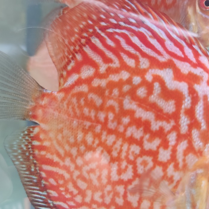 Ikan Discus Pigeon Checkerboard 3" Indukan Import