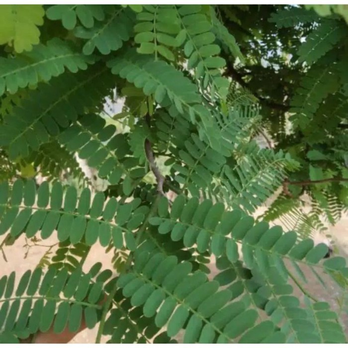

Daun Sinom Daun Asam Jawa Segar Langsung Petik