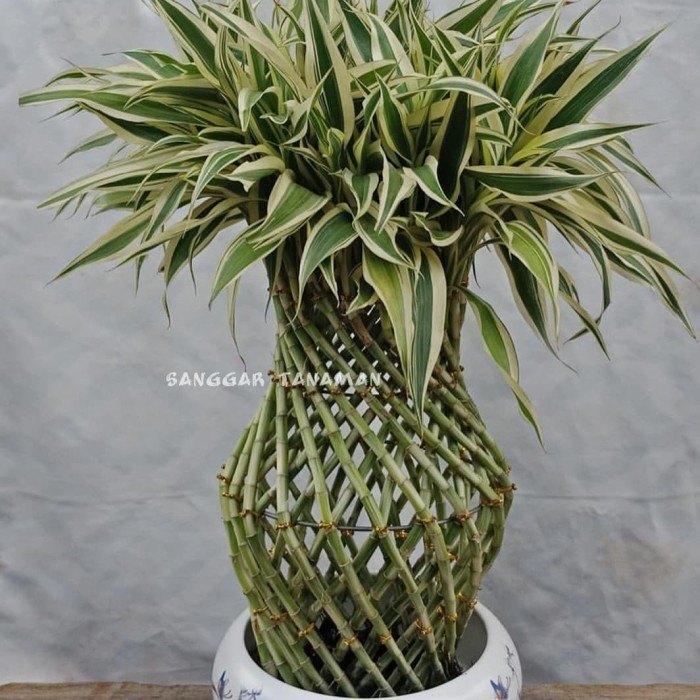 Tanamn Bambu Hoki Varigata / Bambu Hoki Model Guci