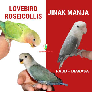Burung lovebird roseicollis nk non klep paud jinak manja