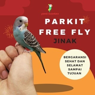 BURUNG PARROT PARKIT SKILL FREE FLY JINAK