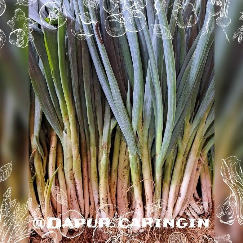 

Bawang Daun Segar Murah Bandung