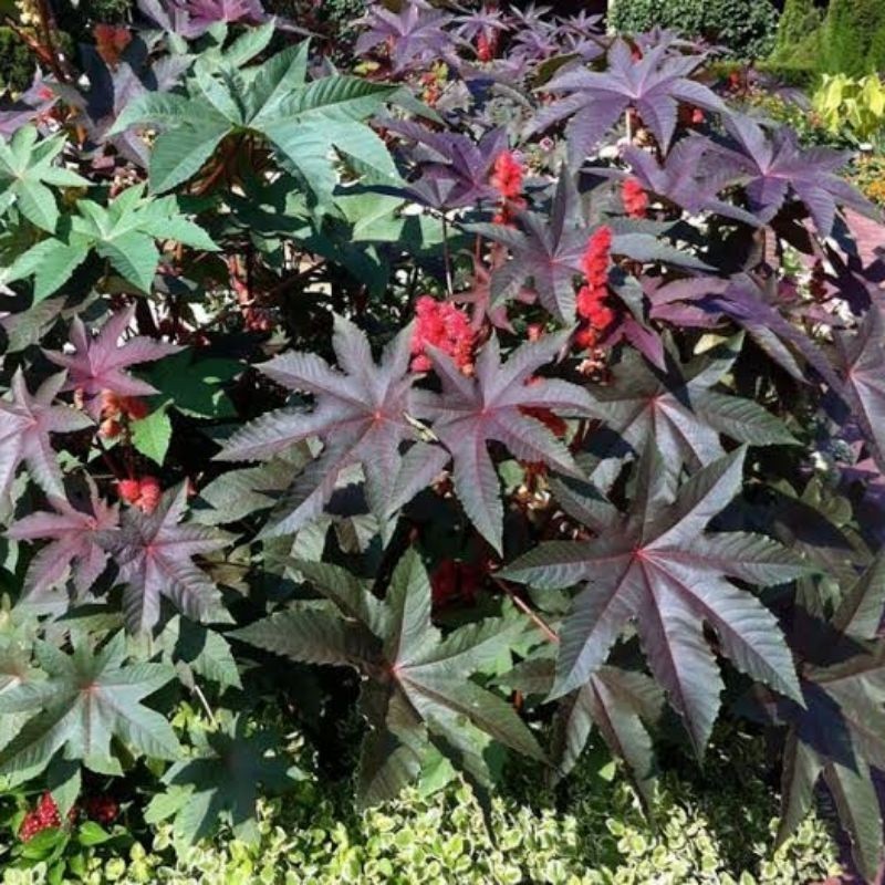 Kedaibenih - Daun Jarak Kepyar Merah Herbal Segar ~ 50 Lembar