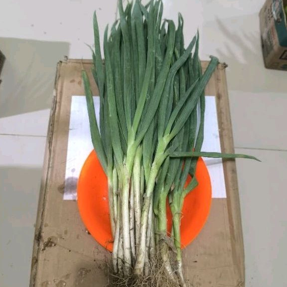 

Daun Bawang Daun Sledri