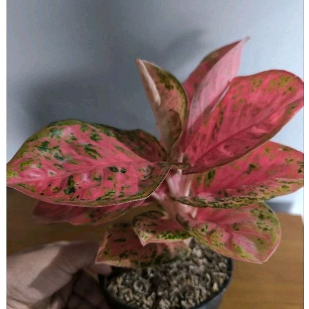 Aglonema Wulandari tanian lokal