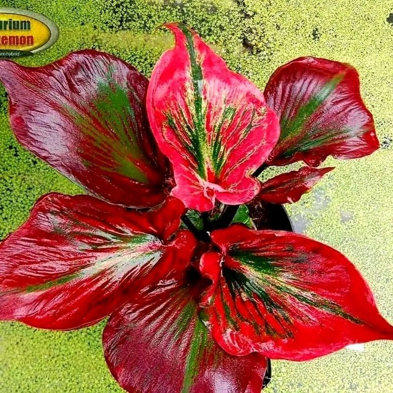 Tanaman Hias Keladi Nagasaki Bunga Hias Keladi Caladium Anakan Murah BUKAN BONGGOL Tanaman Hidup Bun
