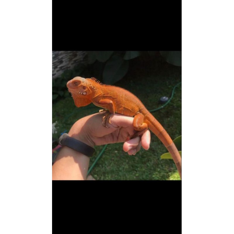 aksesoris iguana super red grade A