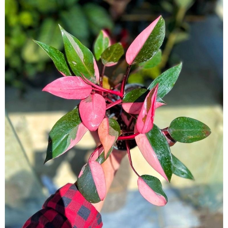 Tanaman Hias Philodendron Congo Pink Marble Bunga Hias Philodendron Anakan Murah BIBIT TANAMAN PHILO