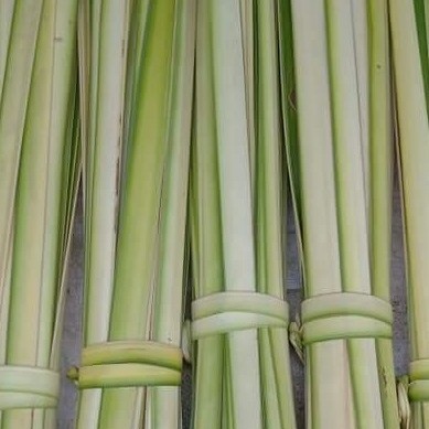 

30 lembar janur kuning super