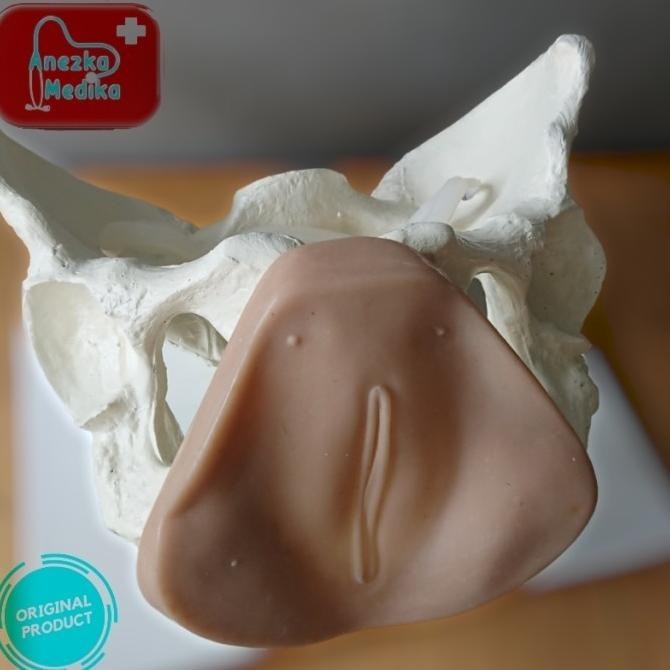 Phantom/Manikin/Manekin/Kerangka Panggul Kelamin Wanita