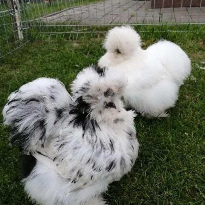 SALE  ayam american silkie