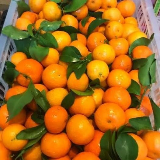 

READY STOCK JERUK SANTANG | JERUK SANTANG DAUN | JERUK SANTANG SEGAR | 1KG !!!!!