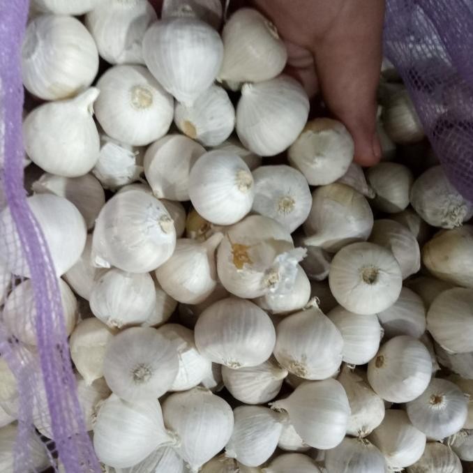 

bawang putih tunggal
