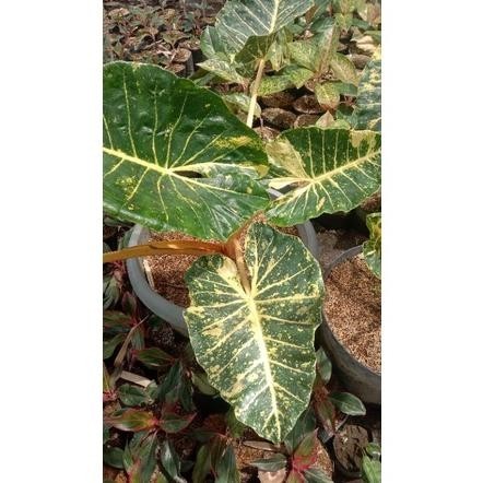 ALOCASIA NEW GUINEA GOLD SENTE GOLDEN SENTE KUNING SENTE VARIGATA KUNING TANAMAN HIAS SHOPEE