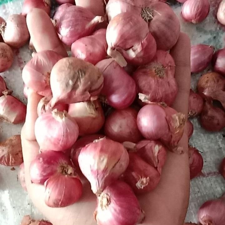 

Bawang Merah Sedang 500 Gr Berkwalitas Kering Sintacrew