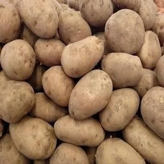

BERKUALITAS Kentang Dieng Super 1Kg Murah Meriah - Shuffel MURAH