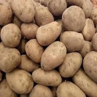 

BERKUALITAS Kentang Dieng Super 500 Gr Fresh Dari Petani - Shuffel MURAH