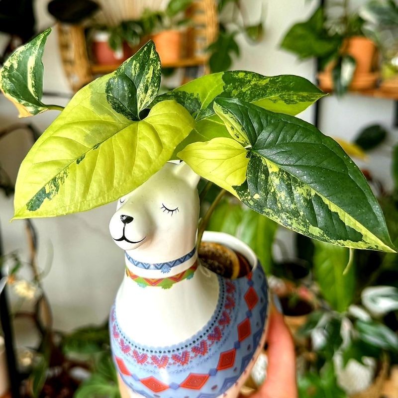 Tanaman Hias Syngonium Variegata Yellow Bunga Hias Singonium Syngonium Variegata Yellow Murah BUKAN 
