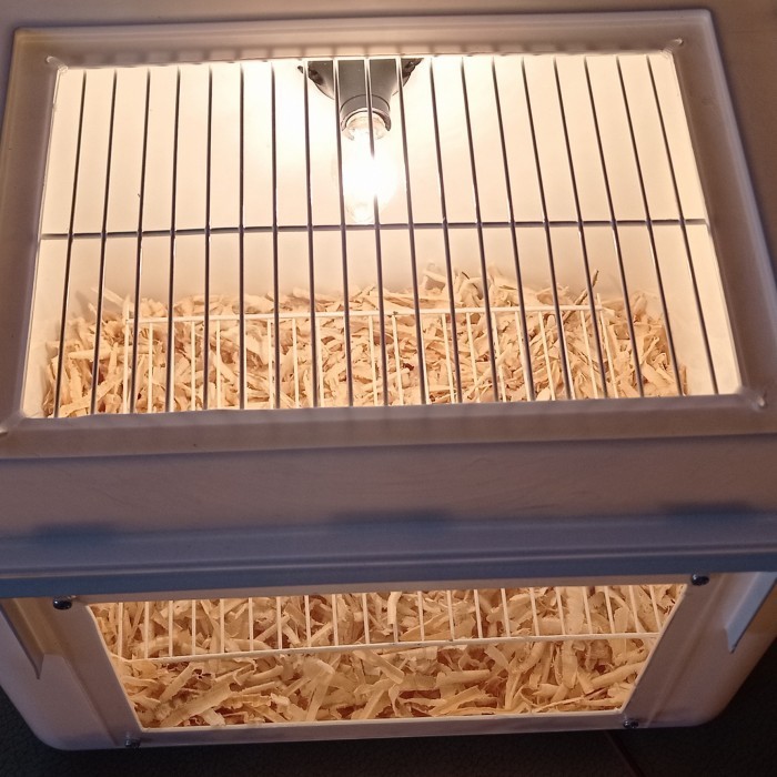 Box Lolohan Burung Anakann