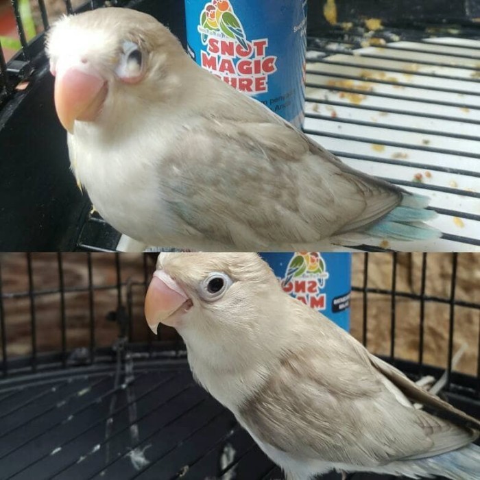 Obat Mata Burung Lovebird Snot Magic Cure