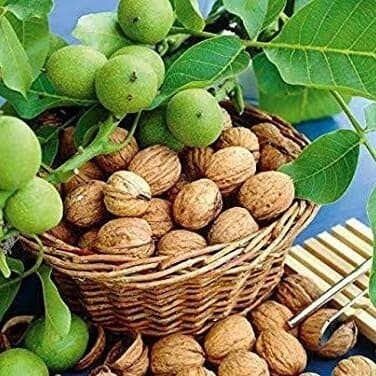 

Adlian Walnut 500Gram / Kacang Kenari (Kacang Otak) 500Gram