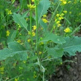 

Adlian Yellow Mustard Powder 500Gram/ Bubuk Mustard Kuning 500Gram