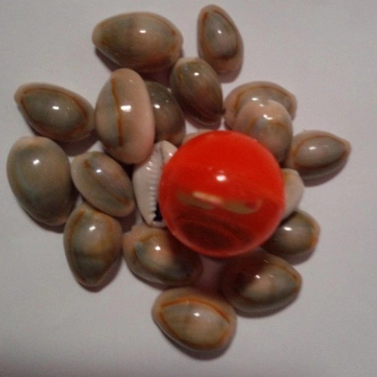 Candra Bola Bekel Biji Kerang