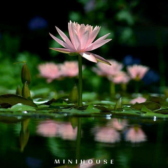 BENIH BIBIT BIJI LOTUS TERATAI AIR IMPORT