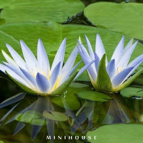 BENIH BIBIT BIJI LOTUS TERATAI AIR IMPORT