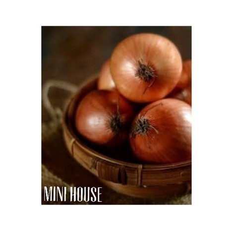 BIJI BIBIT BENIH BAWANG BOMBAY