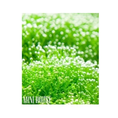 BIJI / BENIH / BIBIT TANAMAN AIR / TANAM AQUARIUM IMPORT